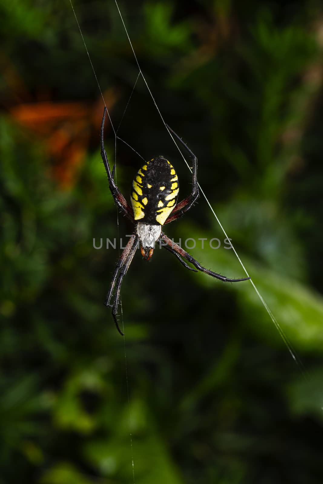 Orb-weaver garden spider hanging on a web 