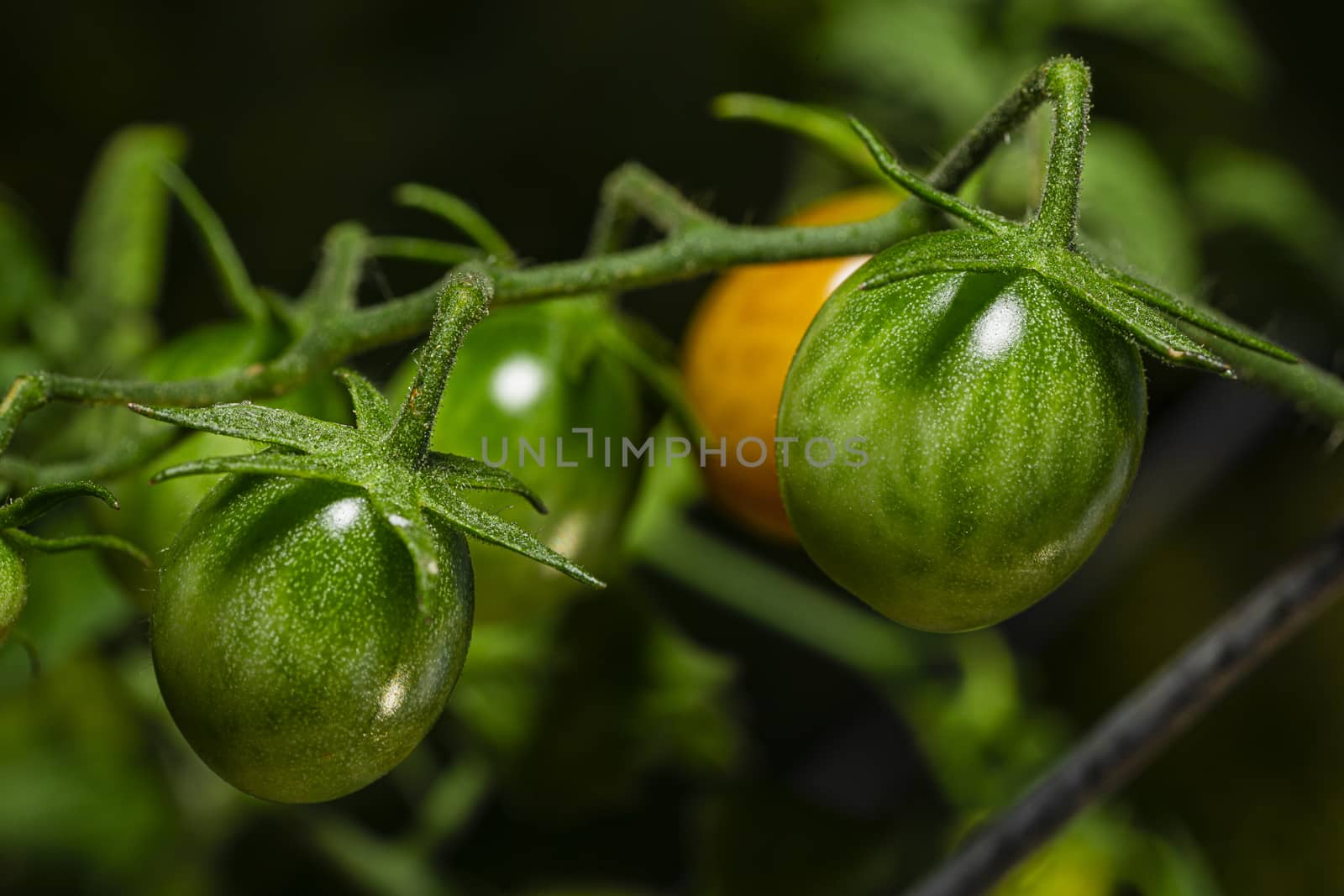 close up of green cherry tomatoes on a branch