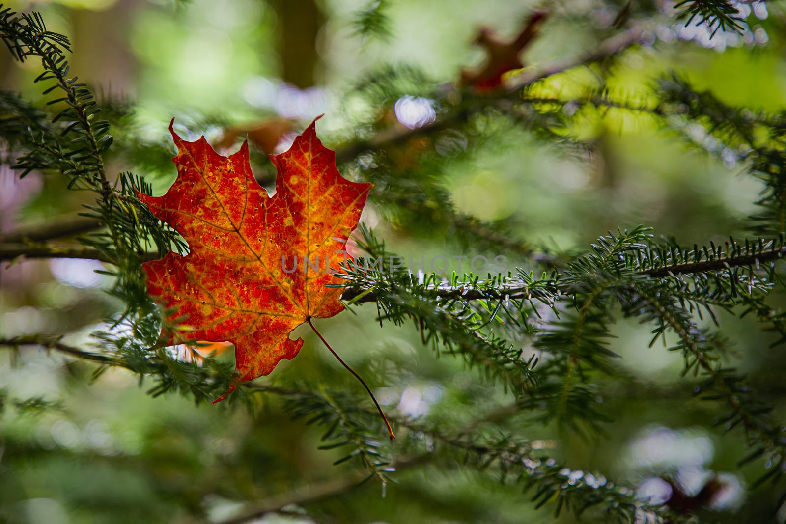 Single red maple leaf resting on the branch of a pine tree