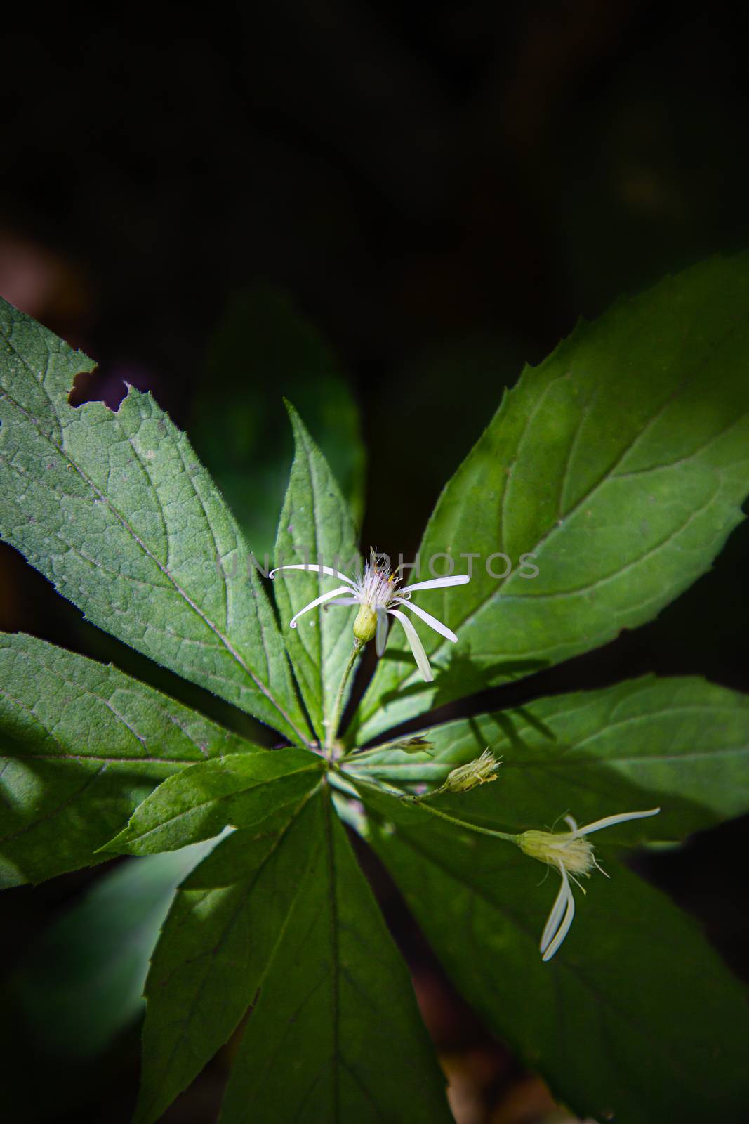 whitering white turtlehead on the forest floor