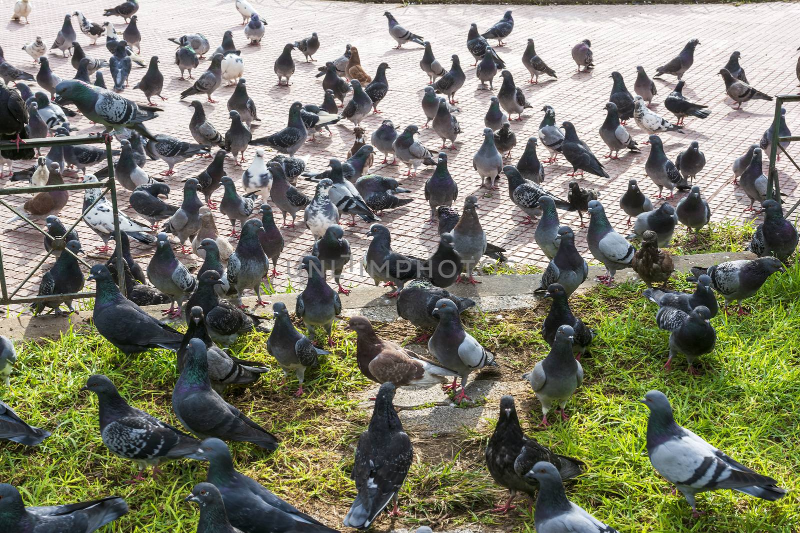 A flock of pigeons in a park of the Athens city, Greece.