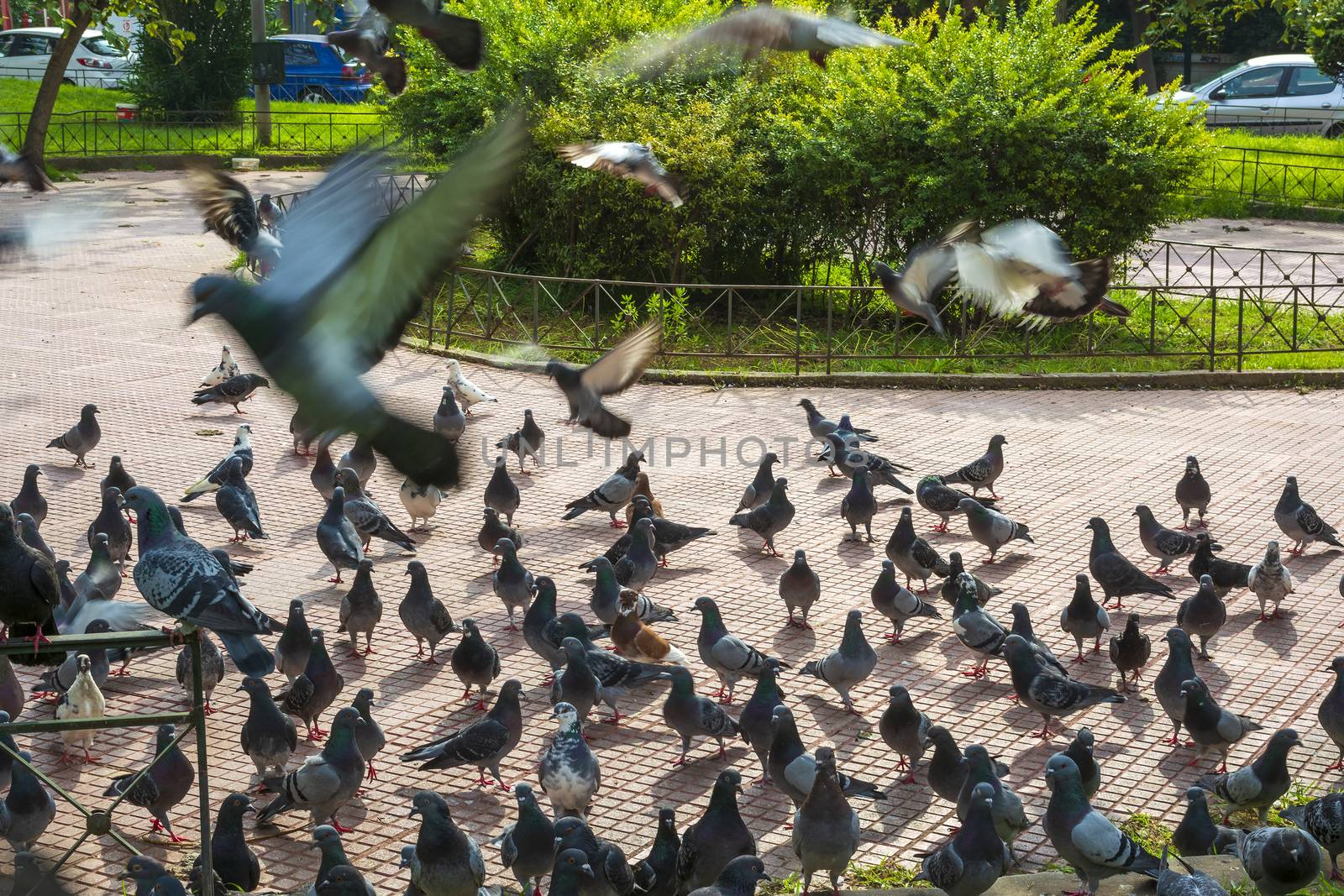 A flock of pigeons in a park of the Athens city, Greece.