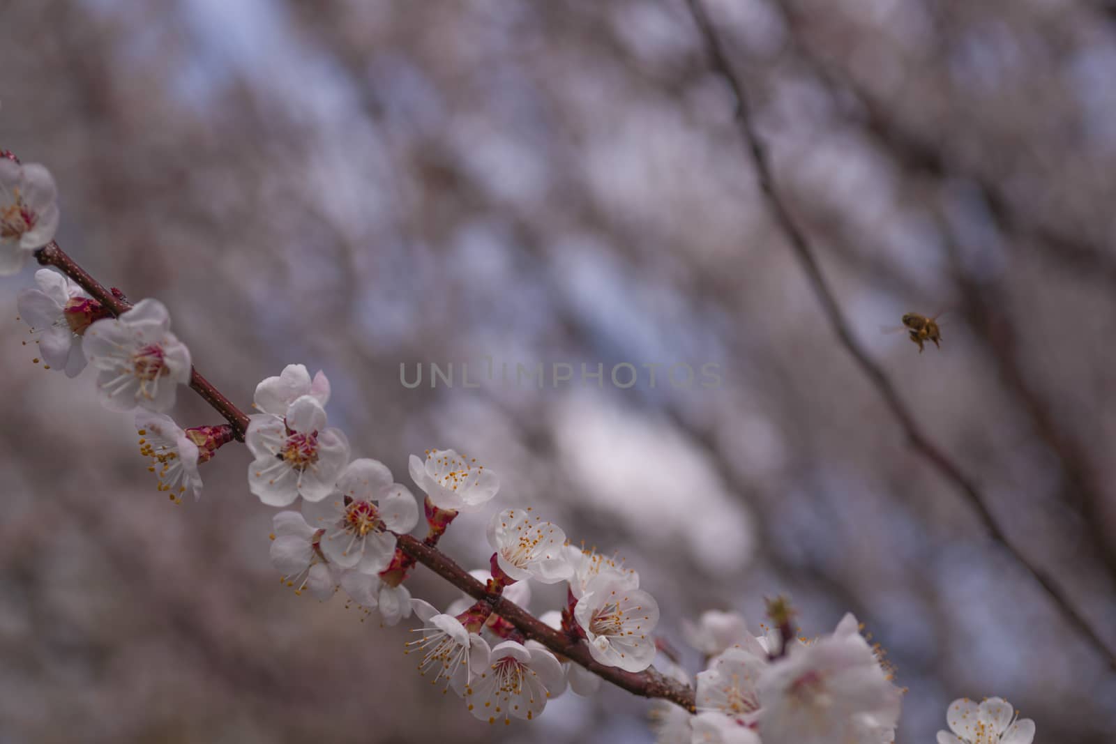 Apricot flower inflorescences on blurred background.