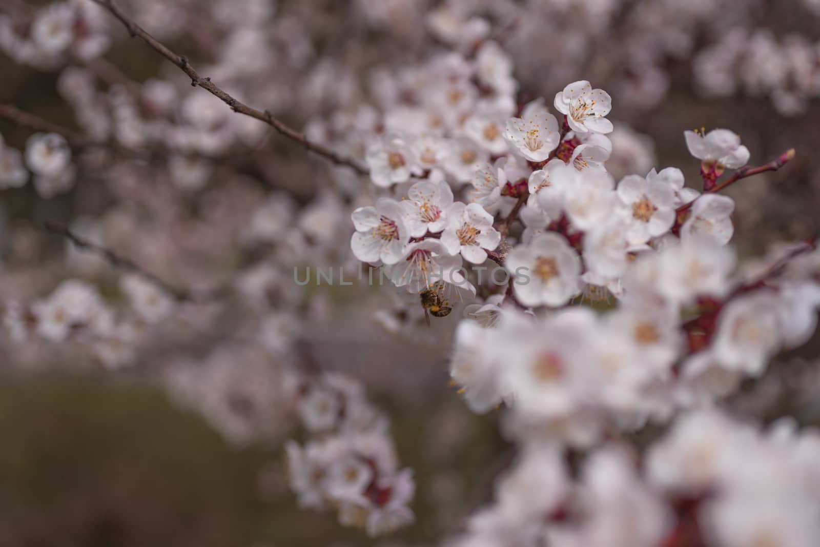 Apricot flower inflorescences on blurred background.