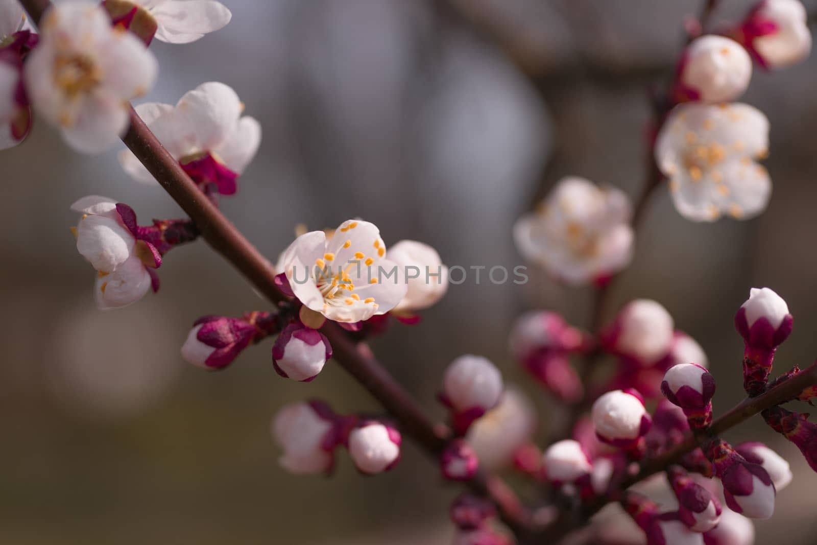 Apricot flower inflorescences on blurred background.