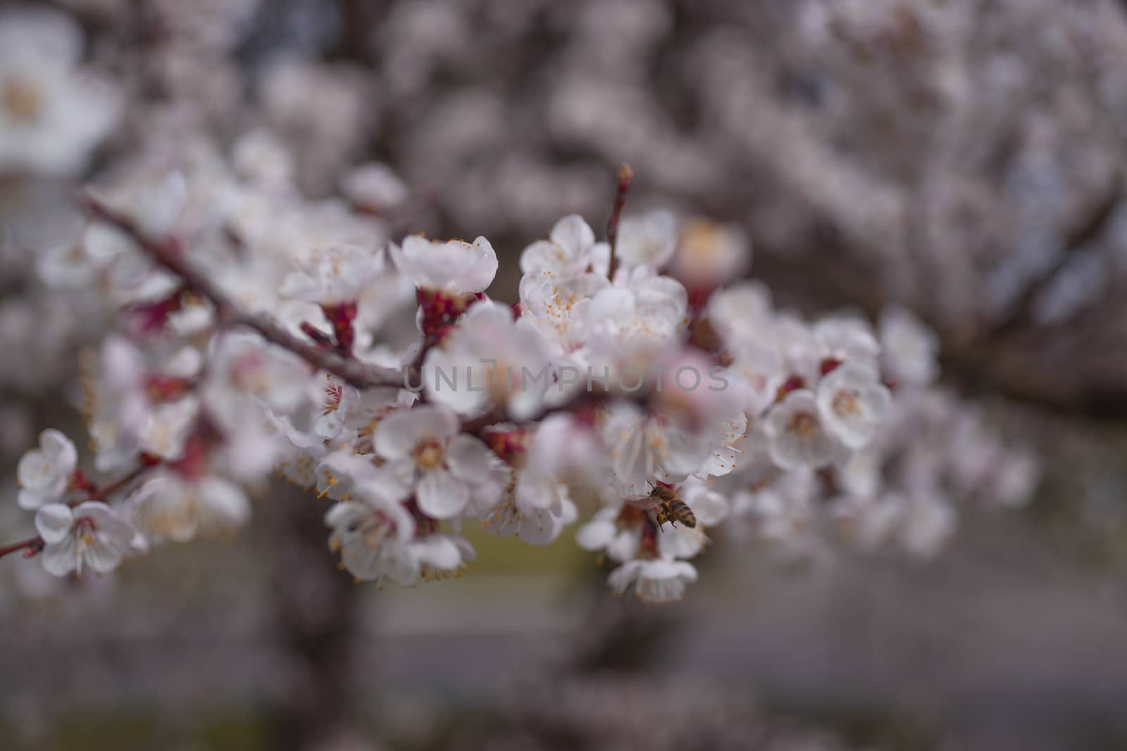 Apricot flower inflorescences on blurred background.