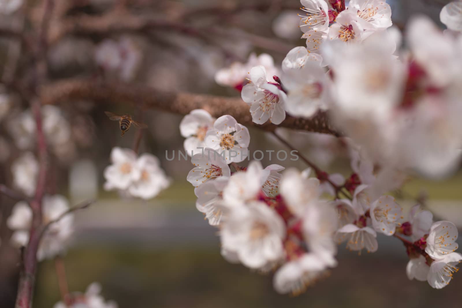 Apricot flower inflorescences on blurred background.