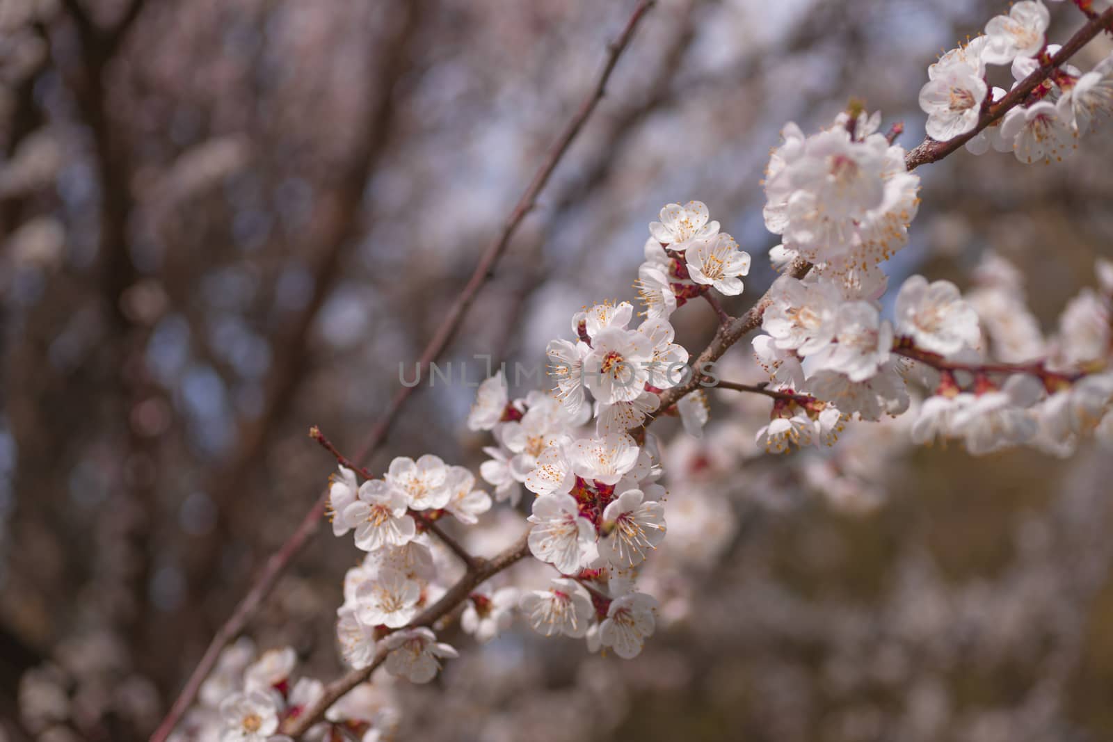 Apricot flower inflorescences on blurred background.