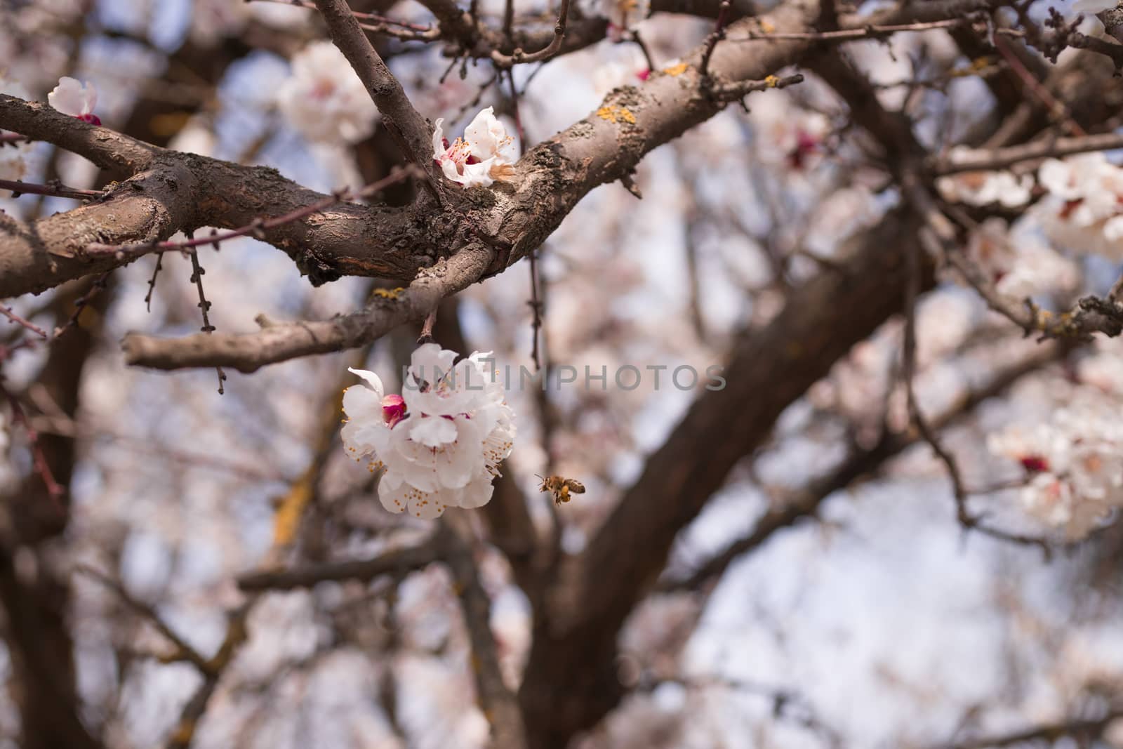 Apricot flower inflorescences on blurred background.