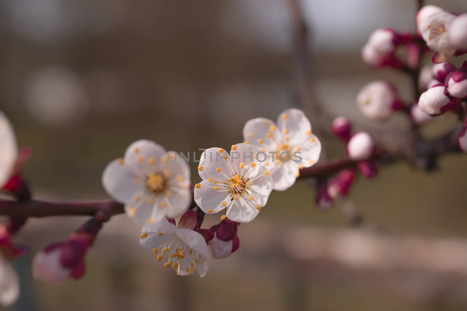 Apricot flower inflorescences on blurred background.