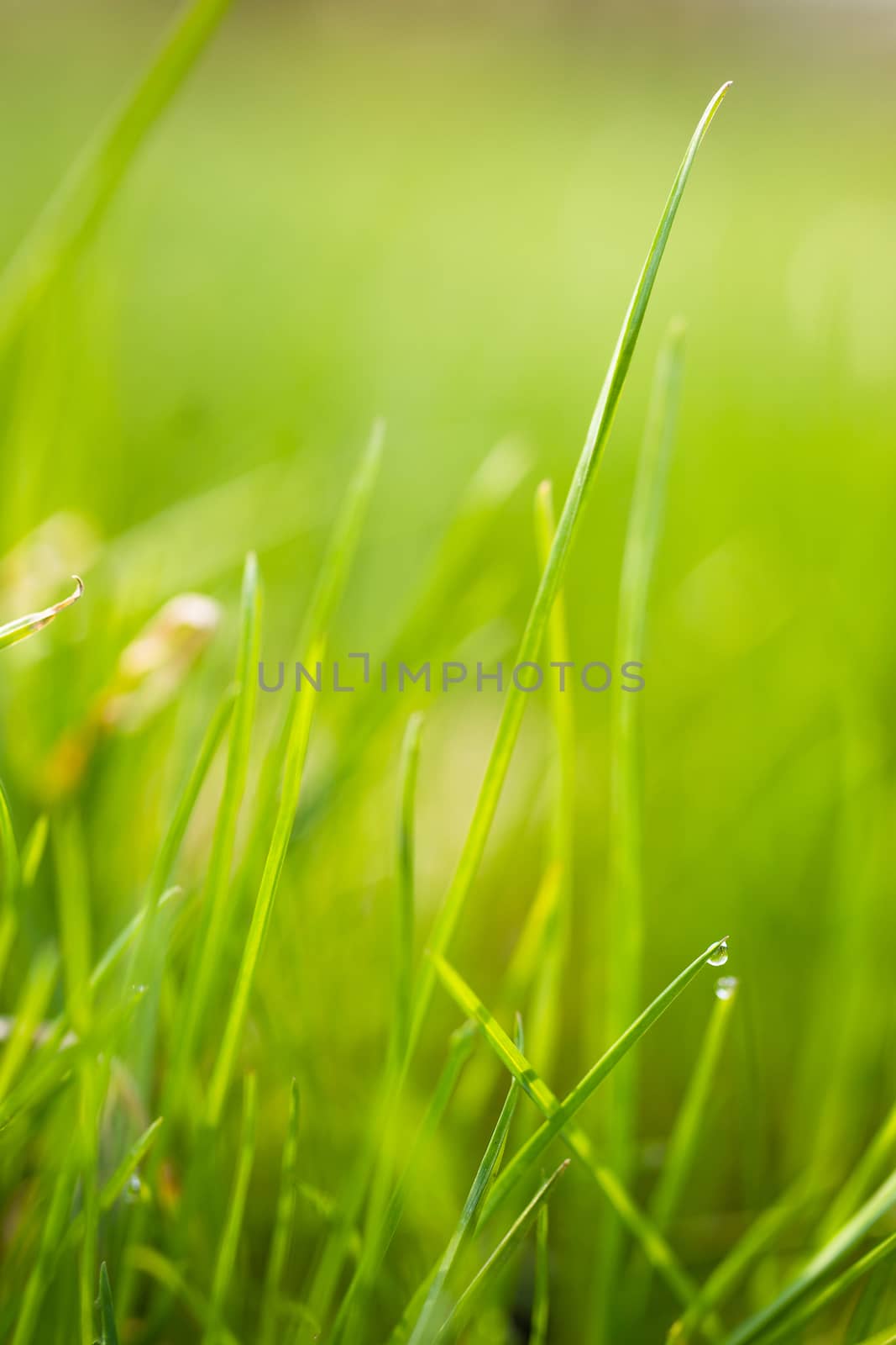 A green fresh grass on green blurred background.