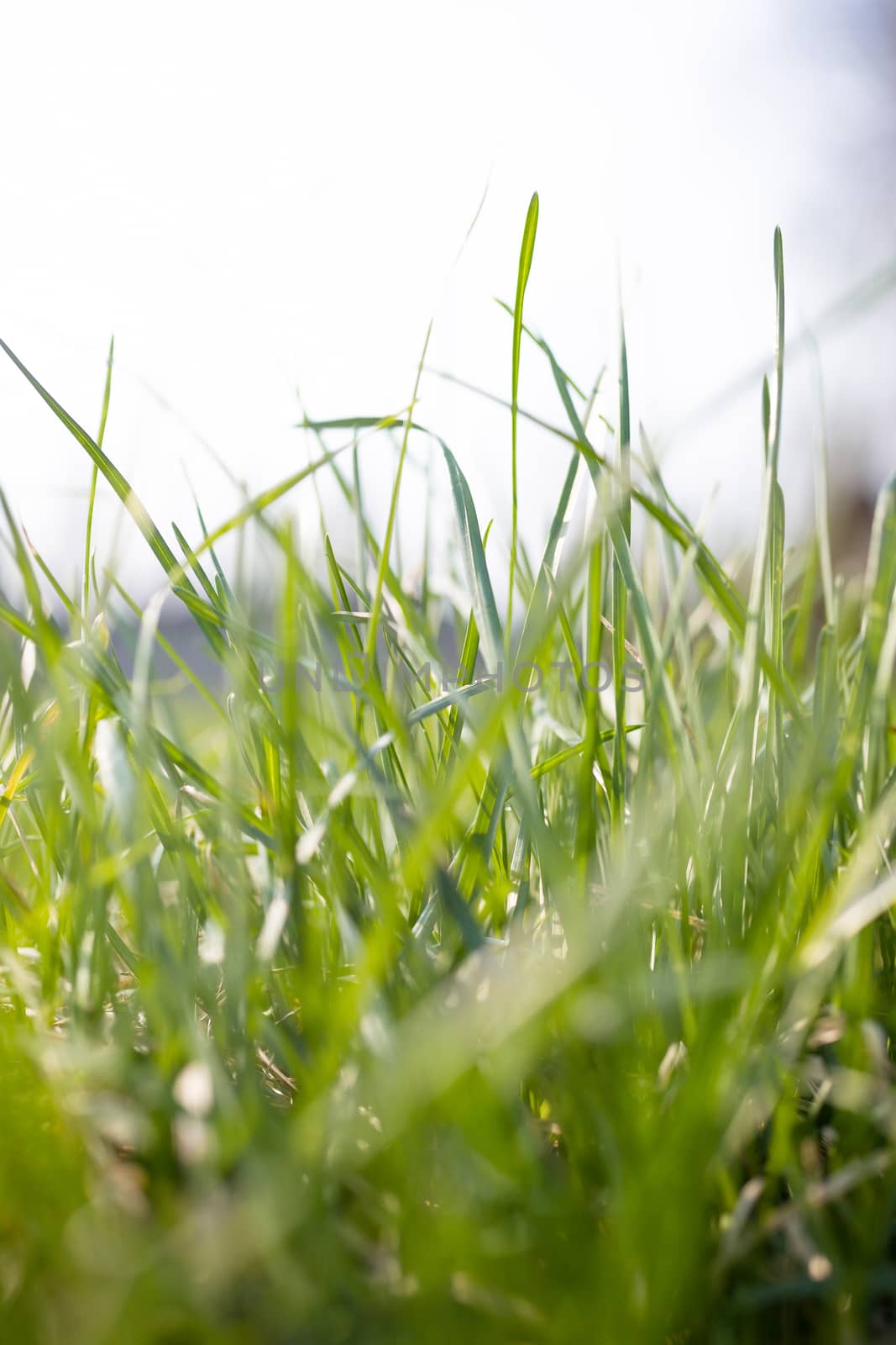 A green fresh grass on green blurred background. by alexsdriver