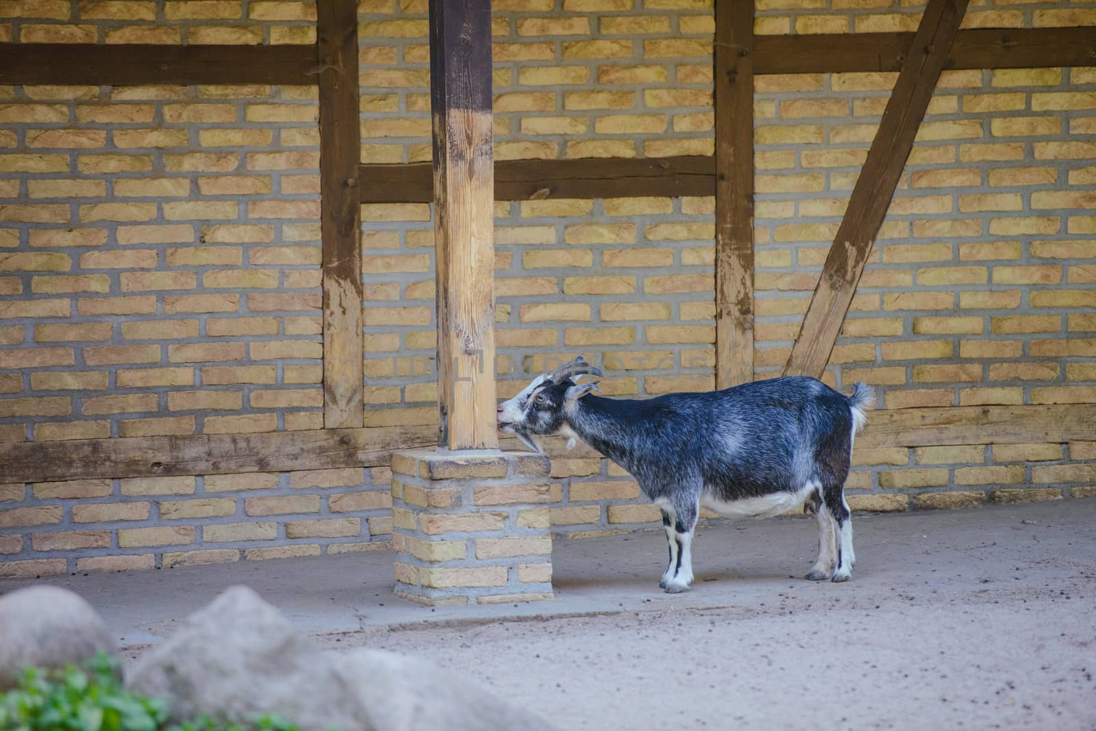 goat resting on the ground on sunny day in the farm.