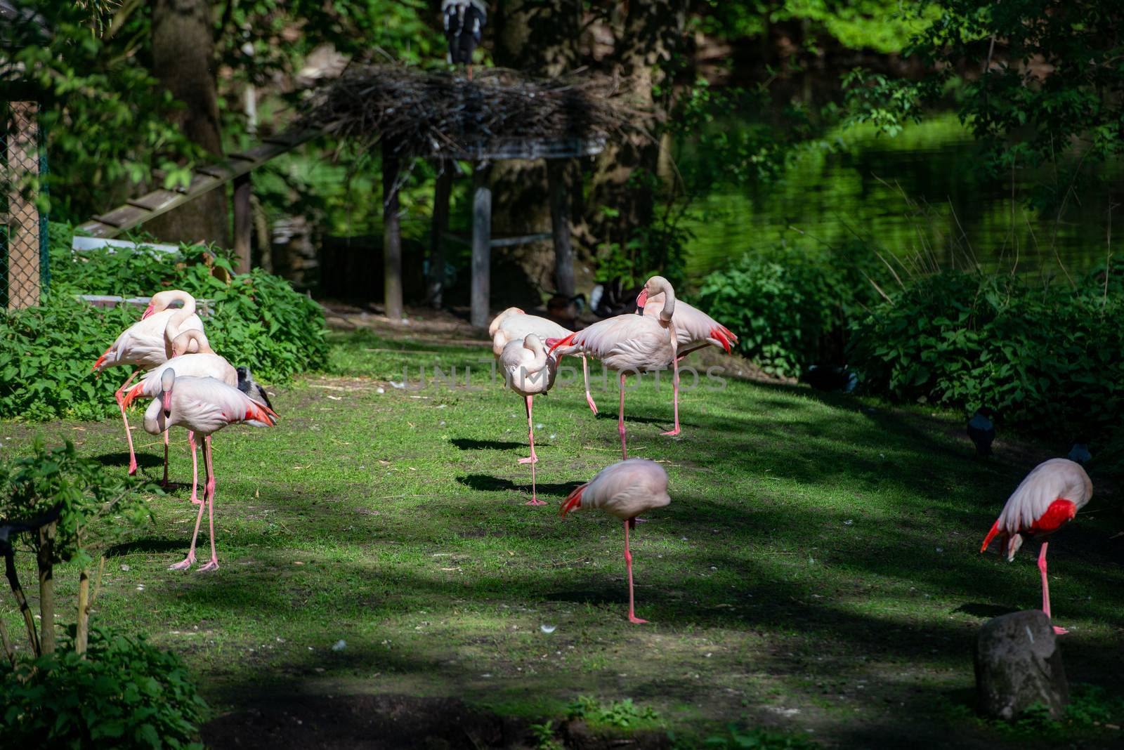 Many flamingos birds drink water in the forest