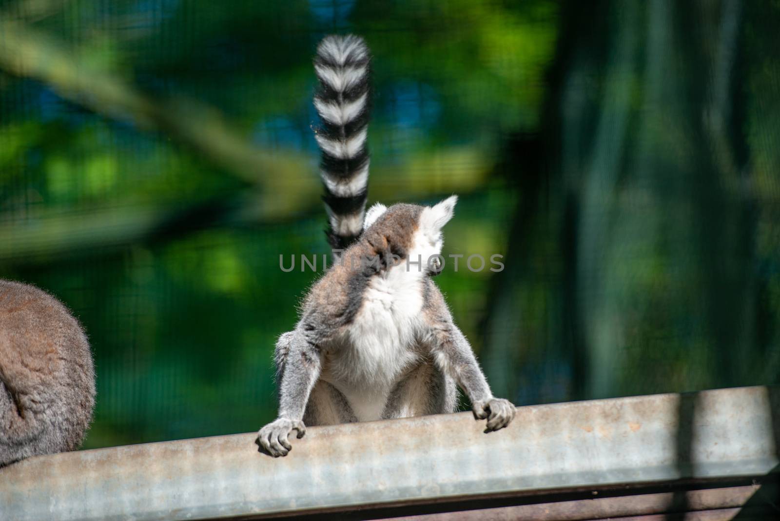 Two lemurs with tails up they go in front of each other. Spring season