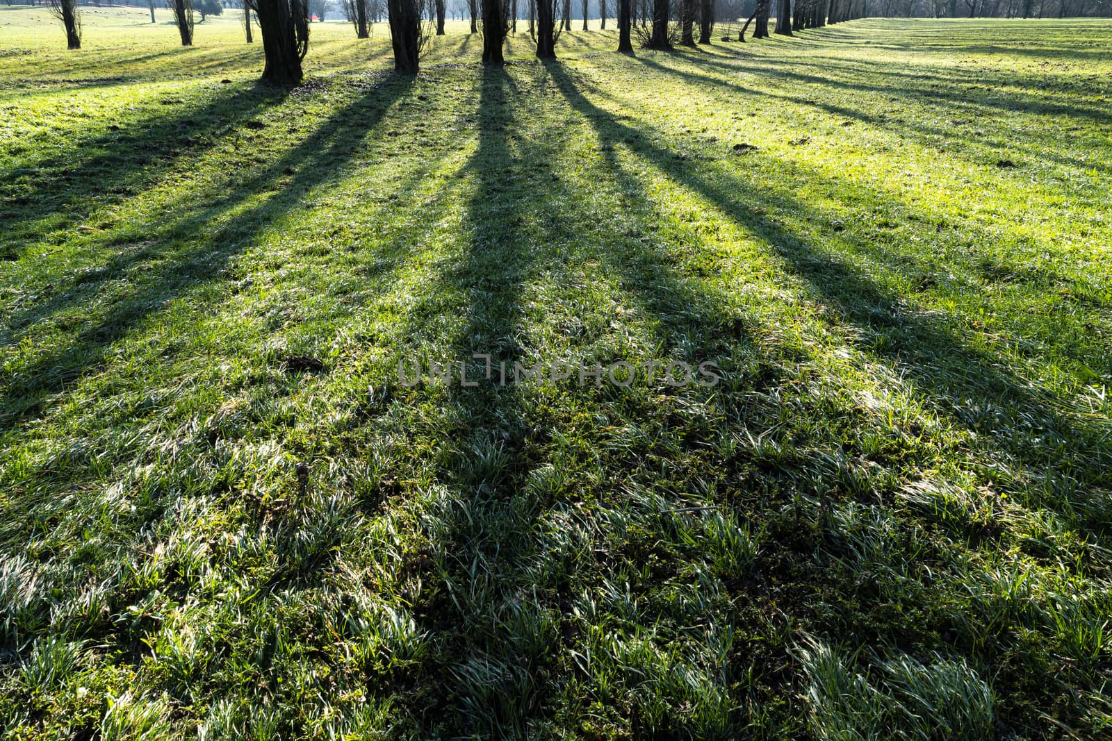 the shadows of the trees by sergiodv