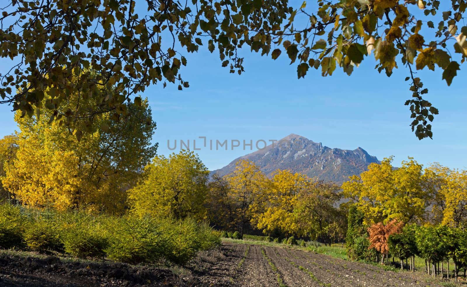 Perkalsky Dendrological nursery (foot of Mashuk),Northern Caucasus,Russia.