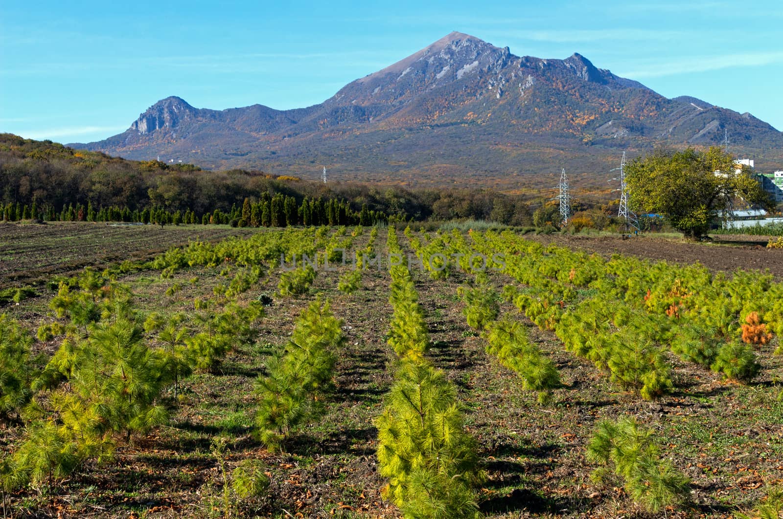 Perkalsky Dendrological nursery (foot of Mashuk),Caucasus.