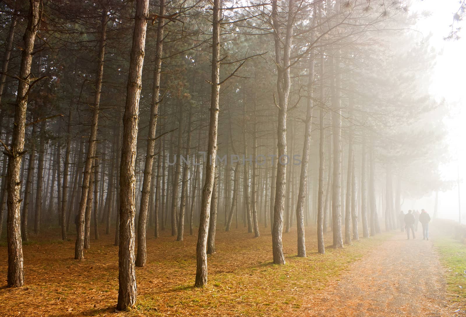 Fog on the country road,Northern Caucasus.