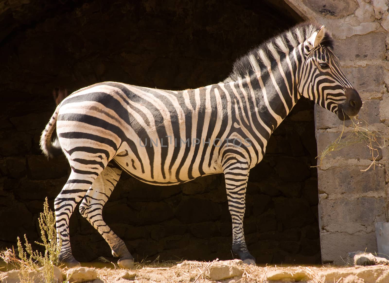 Portrait of a young zebra