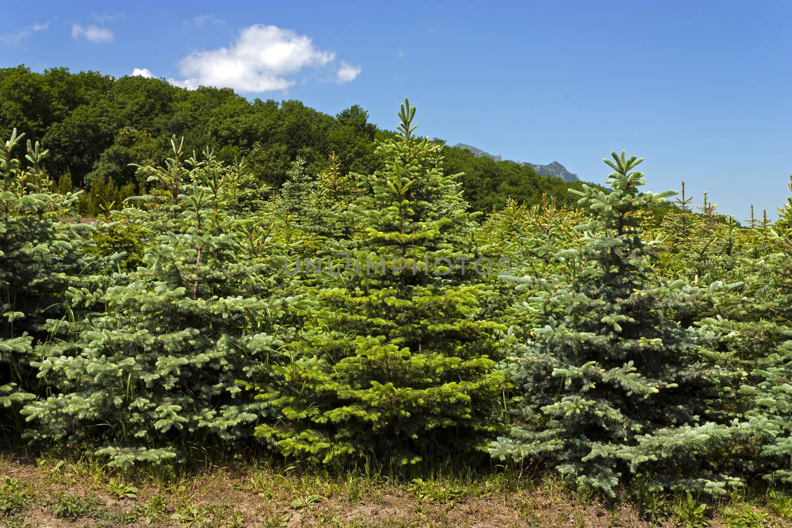 Perkalsky Dendrological nursery (foot of Mashuk),Caucasus,Russia.