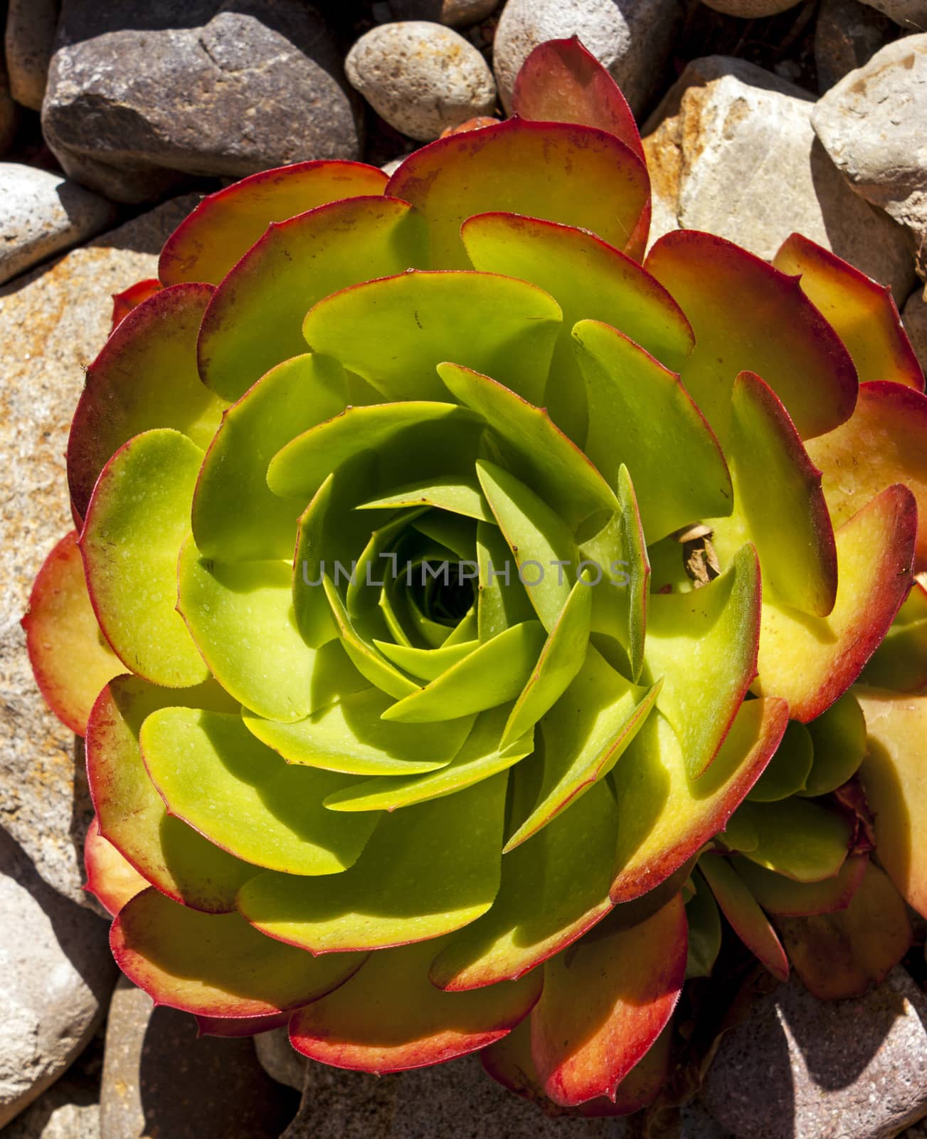 Decorative Miniature succulent plants on stones,California.