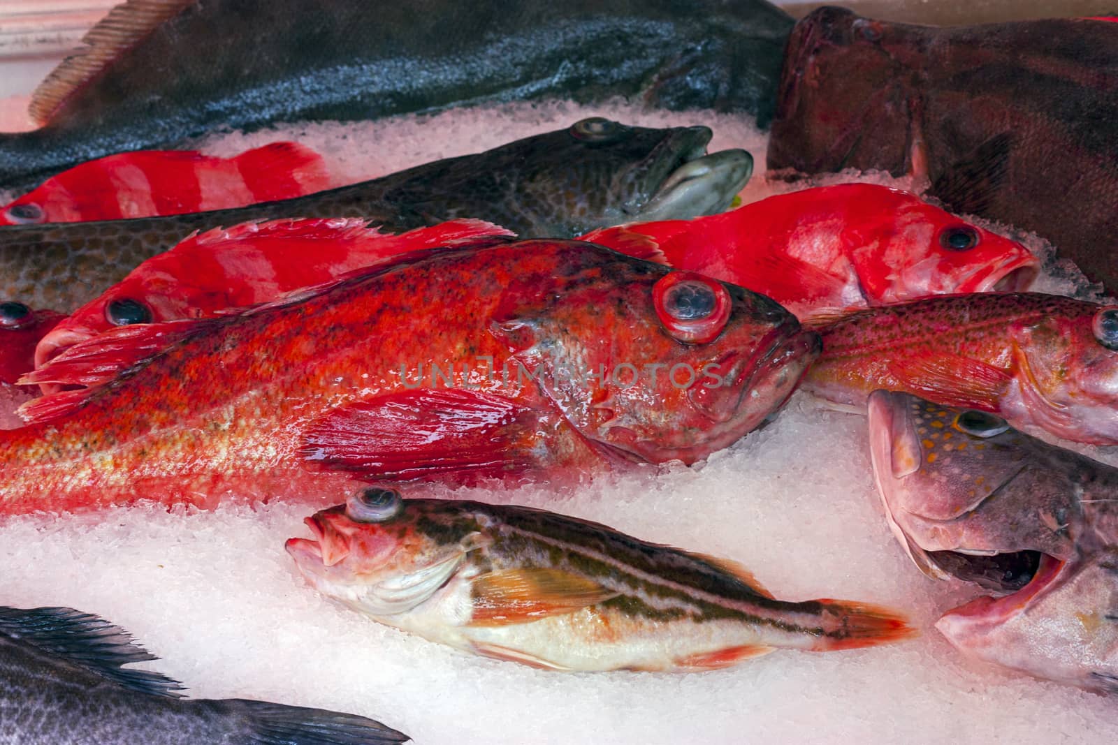 Close up of frozen red fish,California.