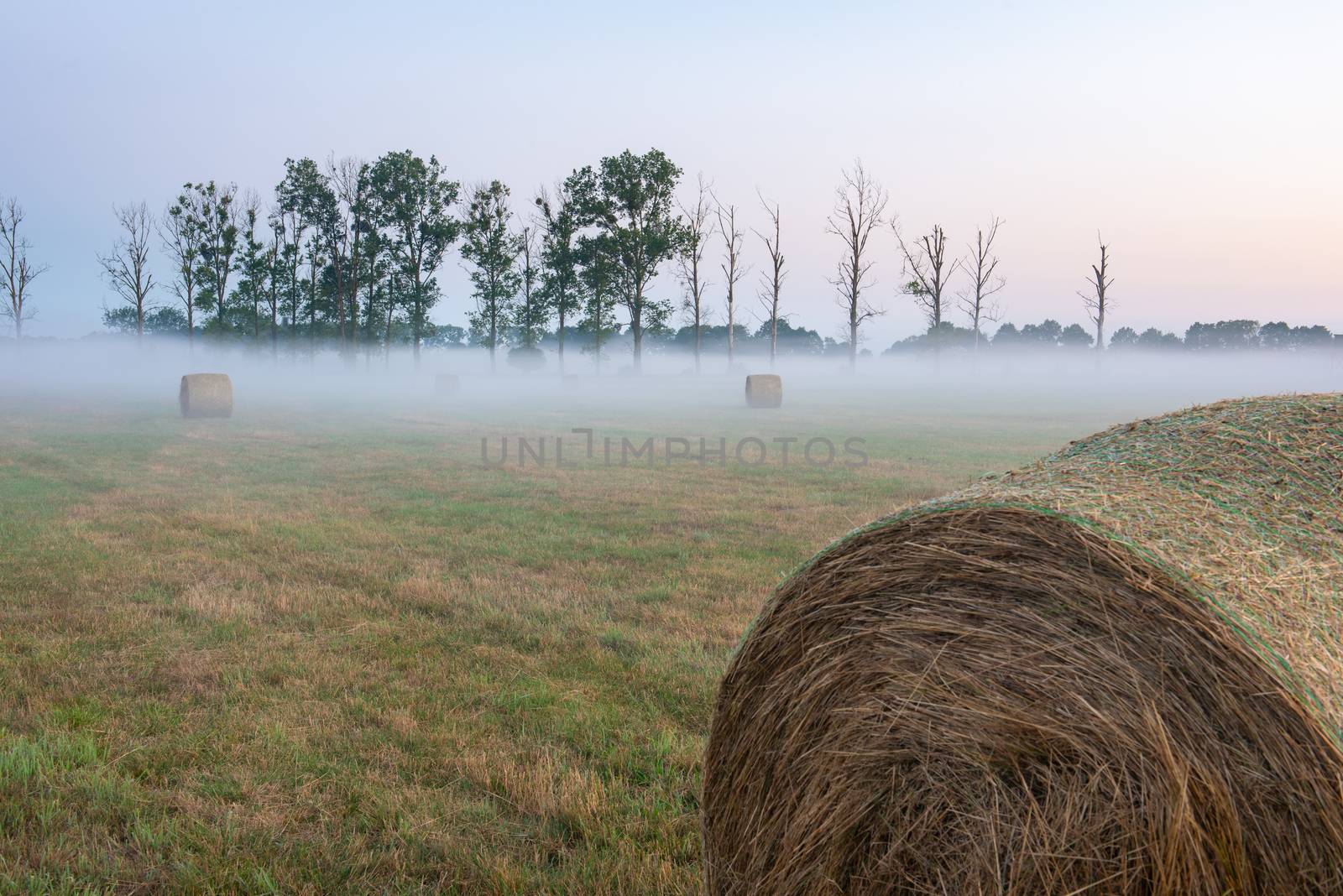 Fog in the meadow in sunny summer morning by Brejeq