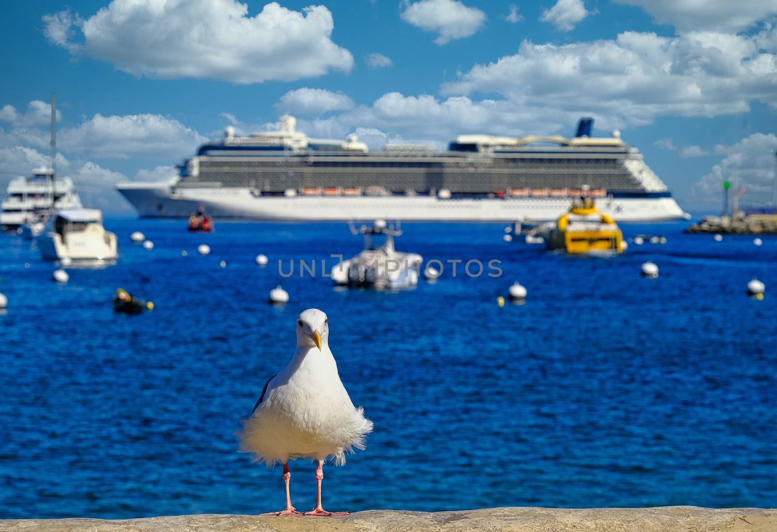 Seagull with Cruise Ship and Harbor in Backgroun