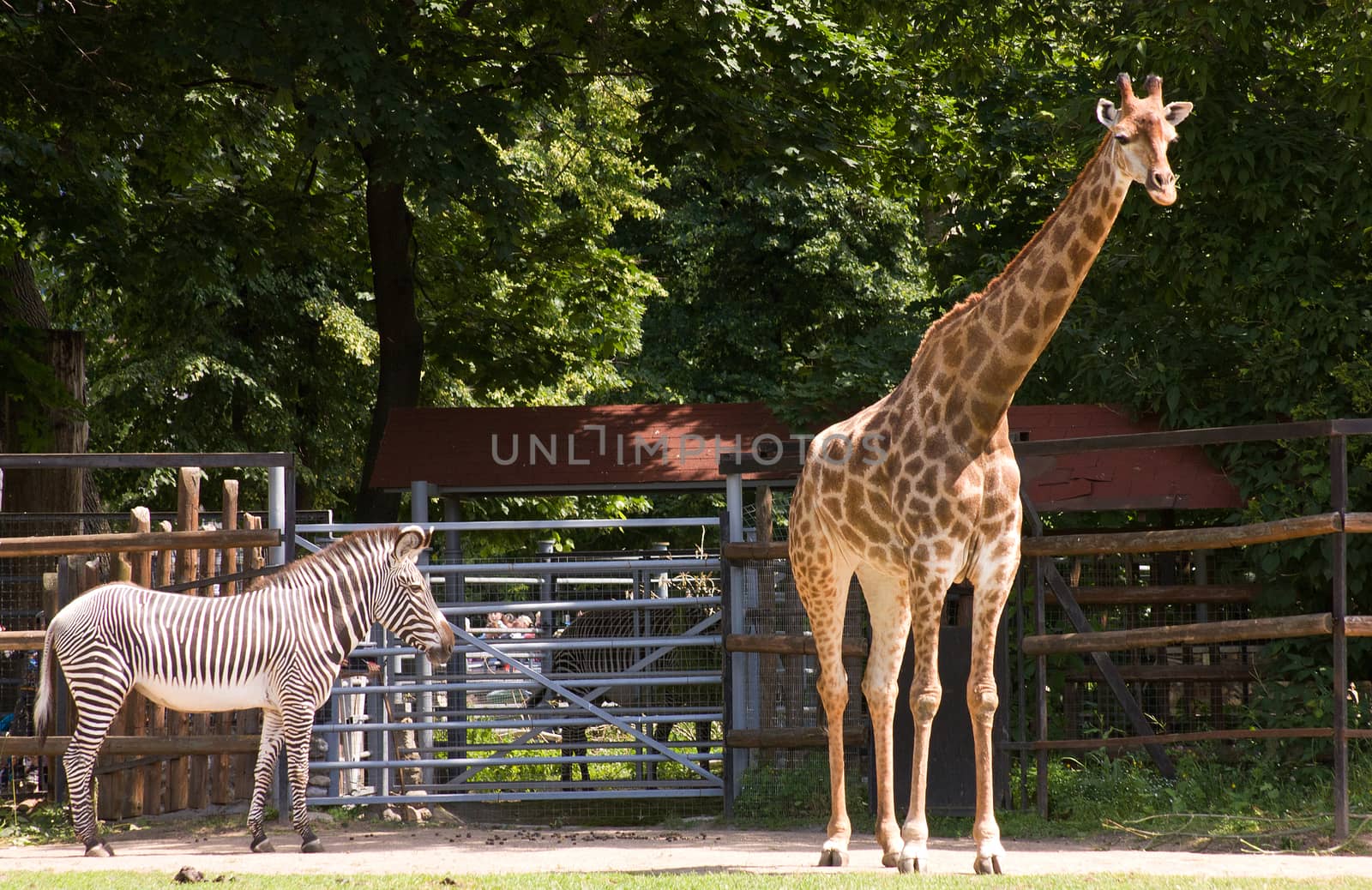 Animals at the Moscow zoo, zebra and giraffe