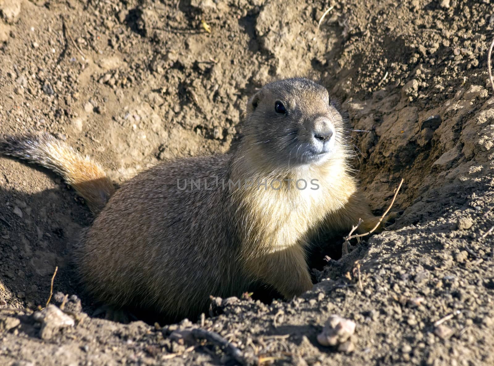 Gopher dog in a natural habitat, Colorado.