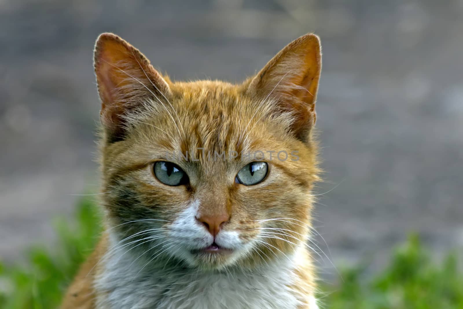 Cat looking at the camera