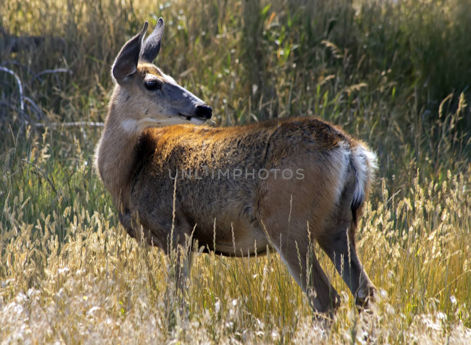 Herd of deer by marlen