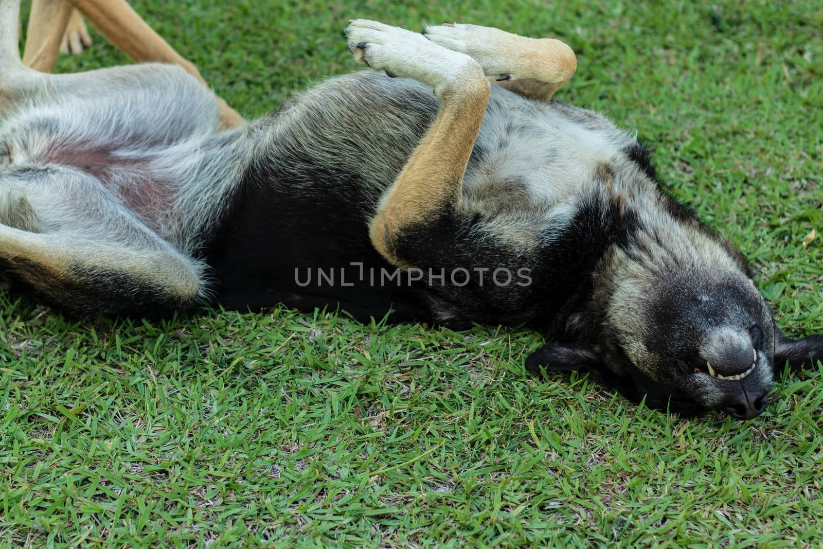 cute adult stray dog rolling on grass. he looks happy and photo has taken at izmir/turkey.