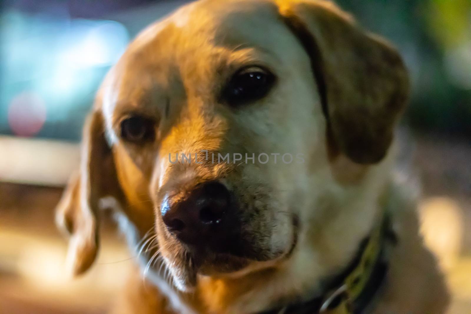 a full frame portrait shoot to a orange colored stray dog - he is looking camera with swagger presence. photo has taken at izmir/turkey.