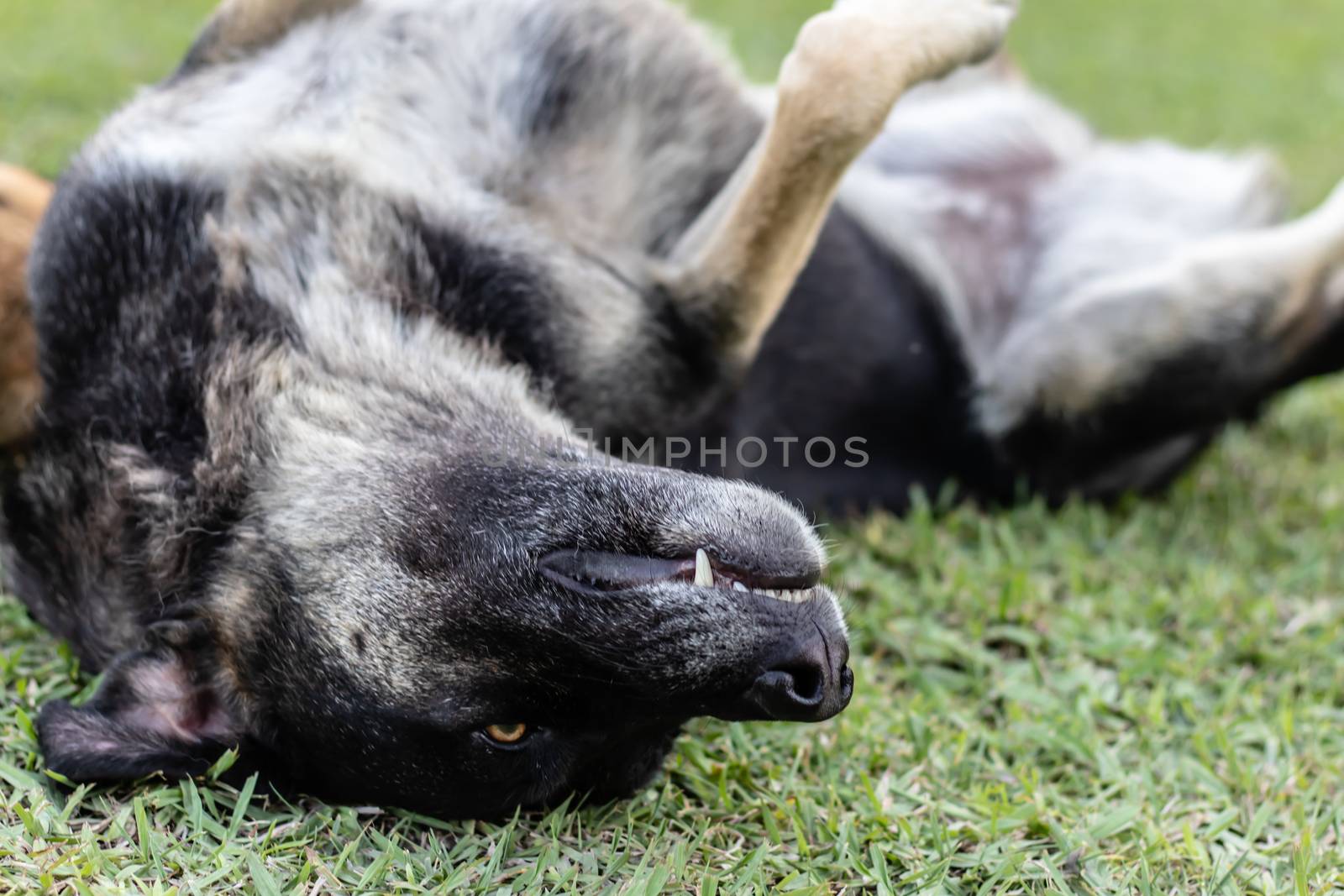 a good looking portrait shoot to black stray dog - he looks happy and rolling on ground. photo has taken at izmir/turkey.