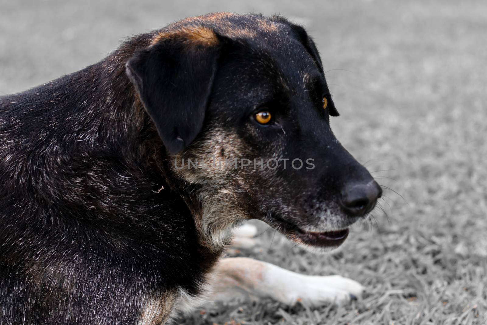 a portrait shoot from good looking black stray dog with blurry background. photo has taken at izmir/turkey.