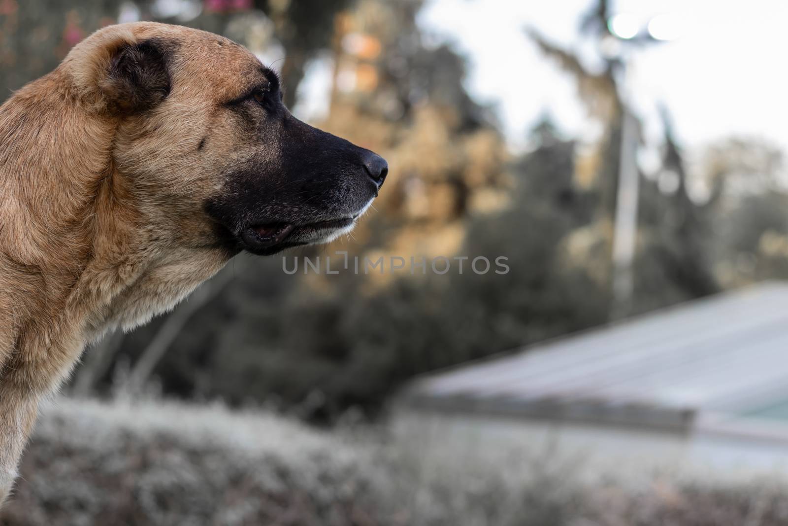 very good looking portrait shoot to a stray dog - orange fur and blurry background. photo has taken at izmir/turkey.