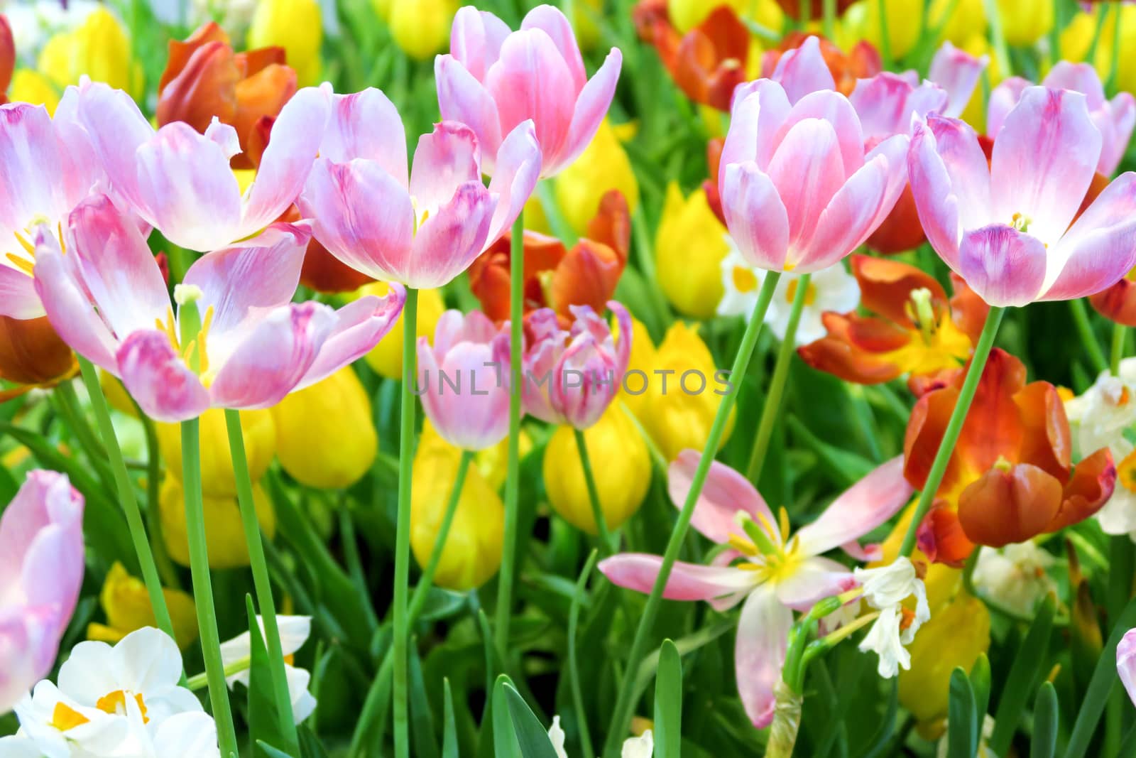 view of Colorful tulips background