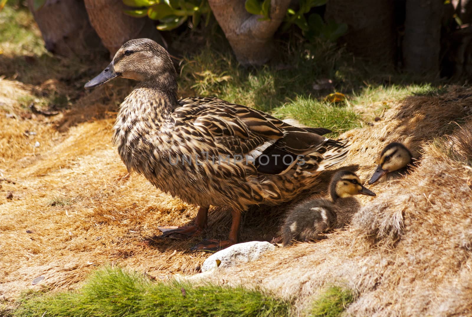 Duck with ducklings. by marlen