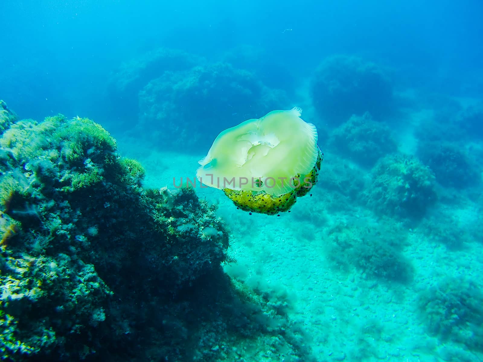 Underwater photograph of a fried egg jellyfish in the Mediterranean Sea. Clear blue sea and reflections