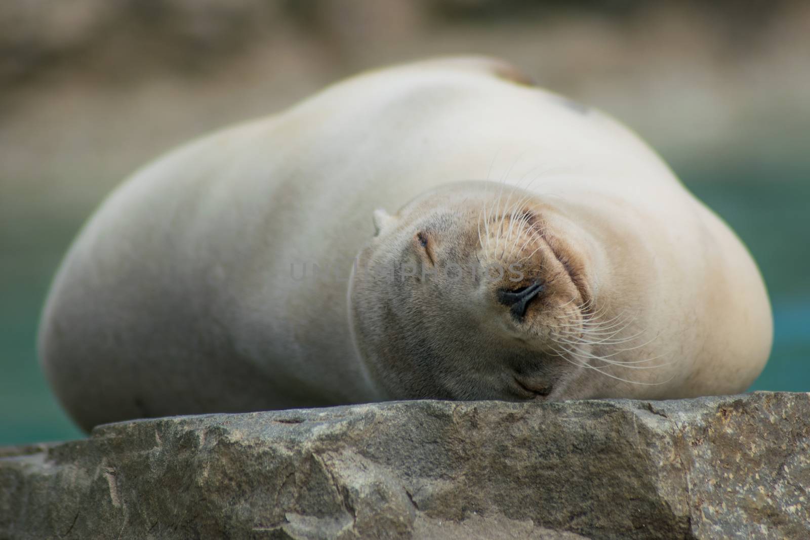 Close-up portrait of a californian sea lion resting with closed eyes and a smile on its face