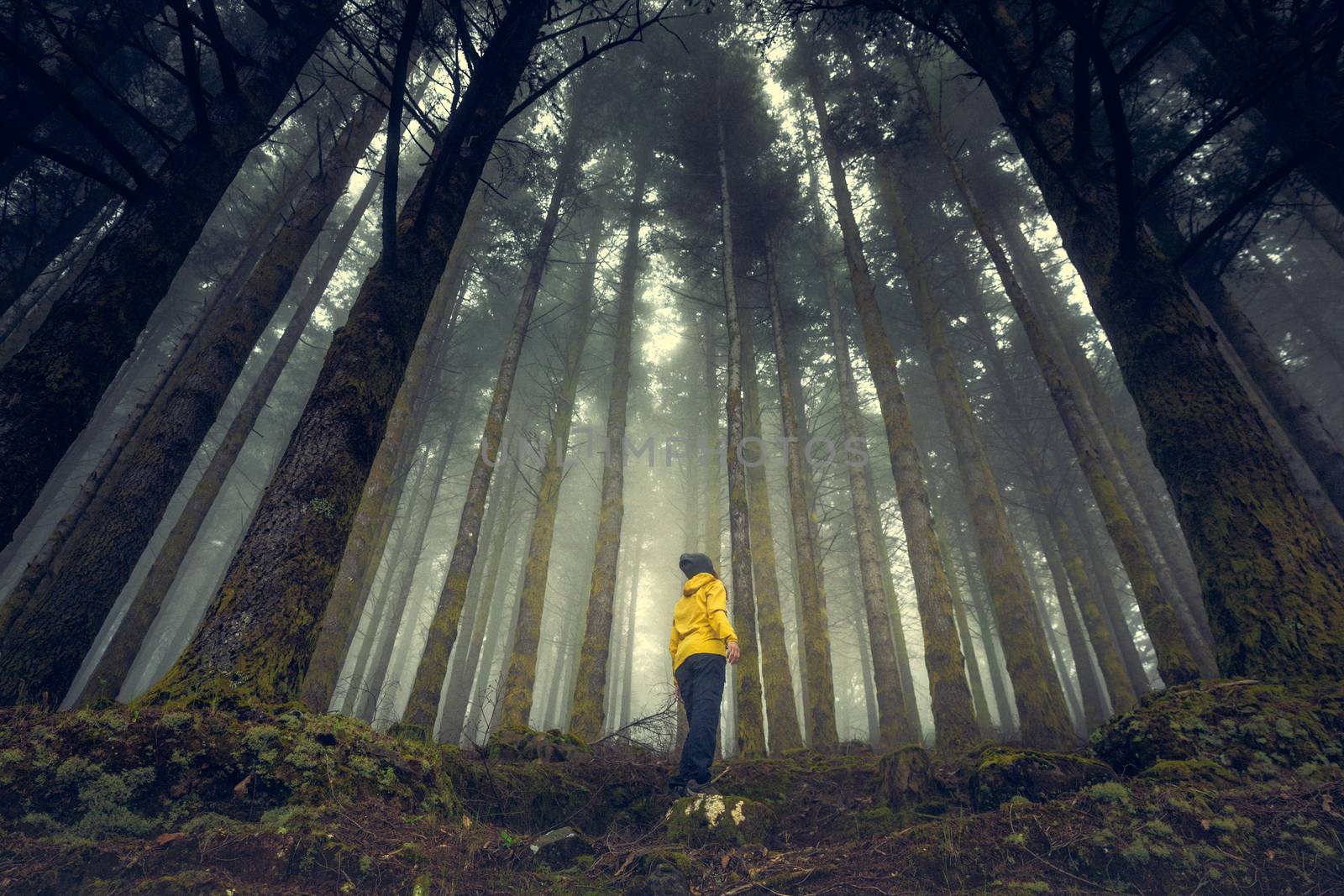 Female traveler in the middle of a forest on a foggy day