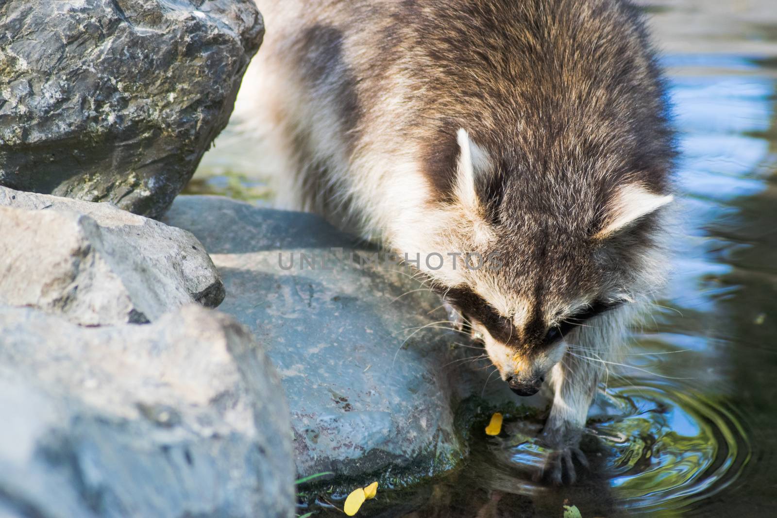 Some raccoons play outside at the river