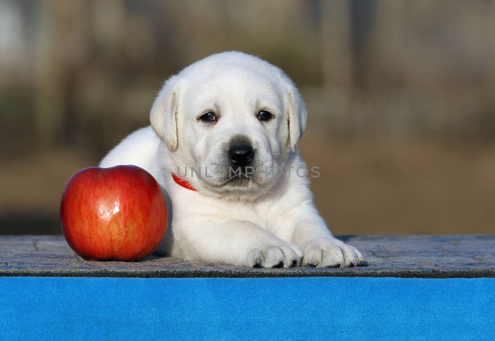 a little labrador puppy on a blue background