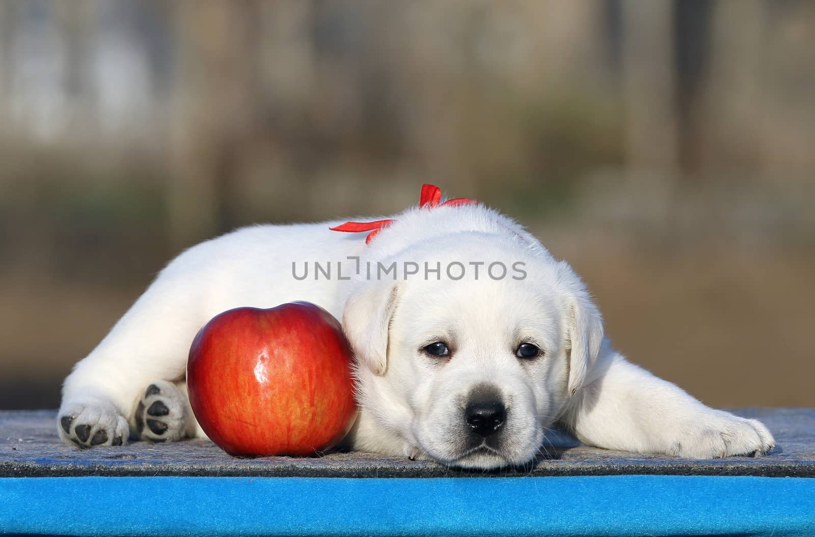 the little labrador puppy on a blue background