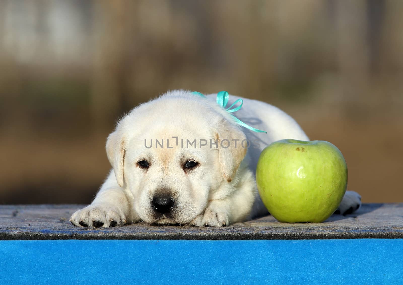 little labrador puppy on a blue background