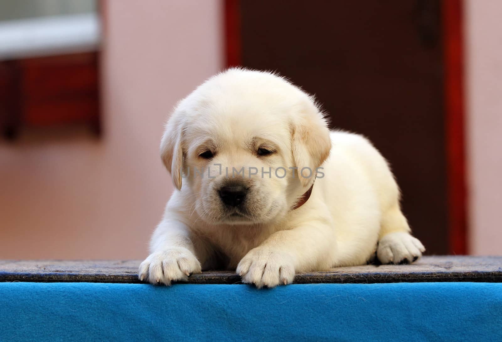 nice little labrador puppy on a blue background