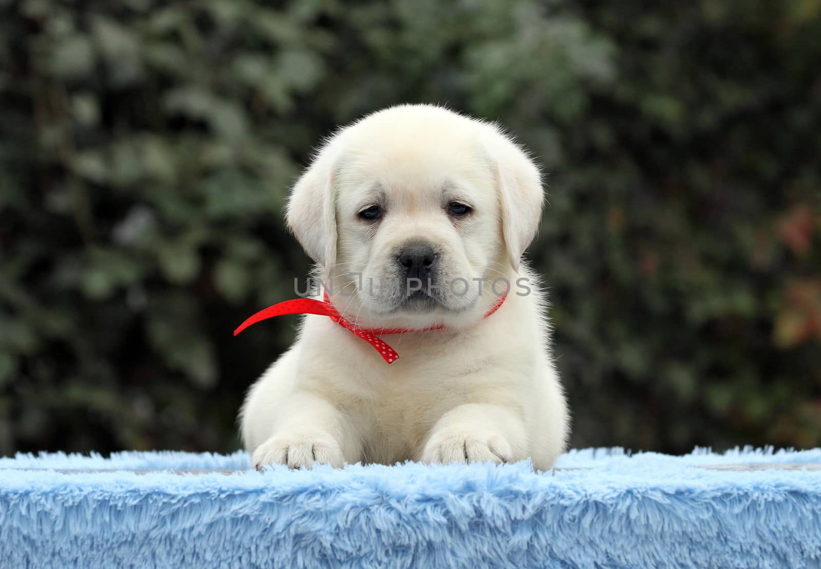 a sweet nice little labrador puppy on a blue background