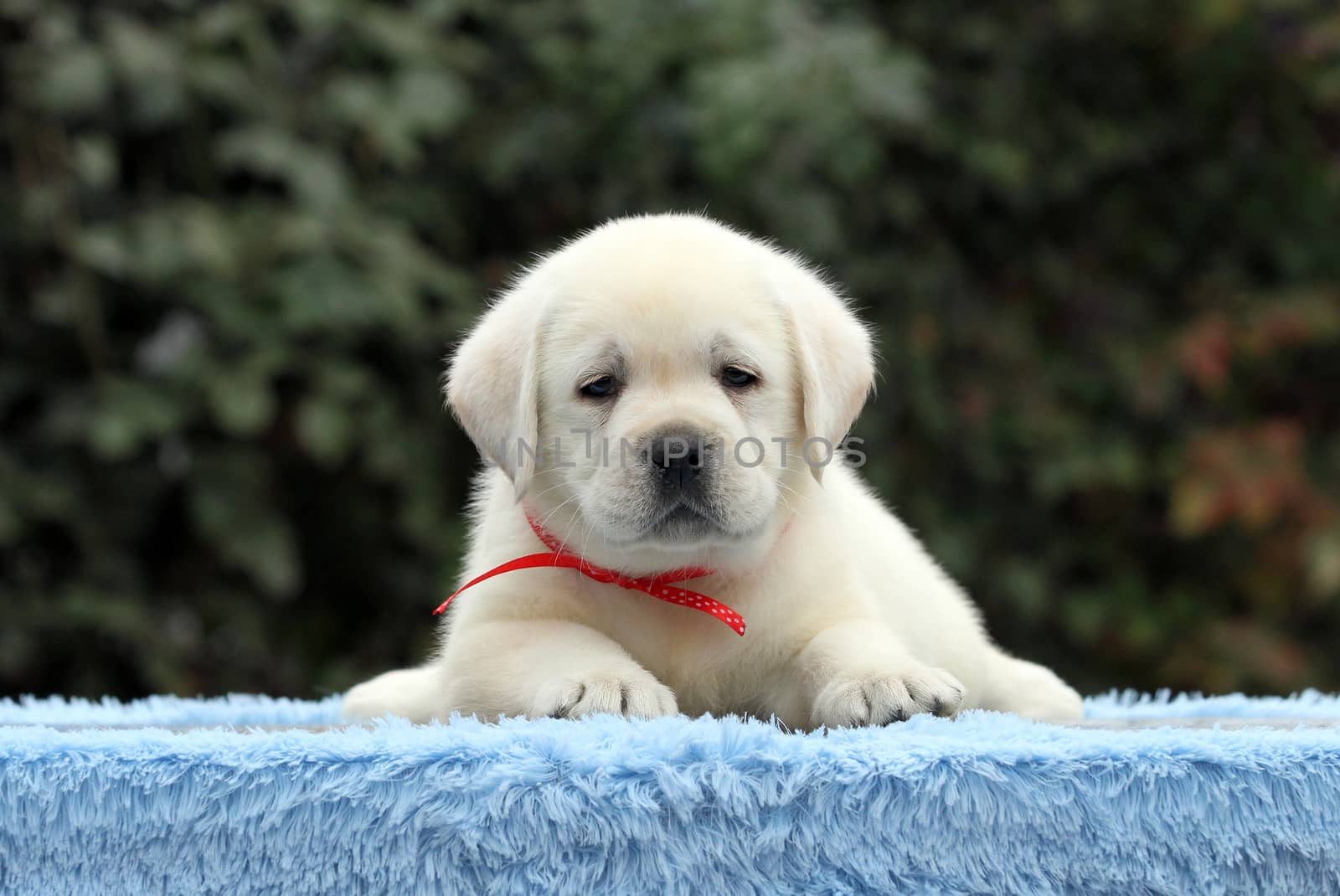 the sweet nice little labrador puppy on a blue background